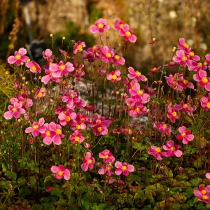 Anemone hupehensis 'Alando Rose' 4L