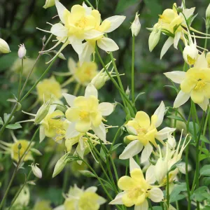 Aquilegia 'Spring Magic Yellow' 9cm