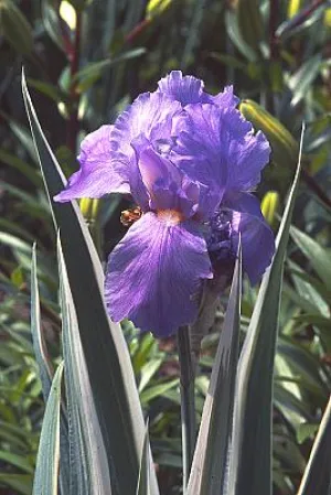 pot iris albo variegata