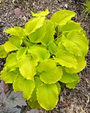 Seven Year Itch Hosta